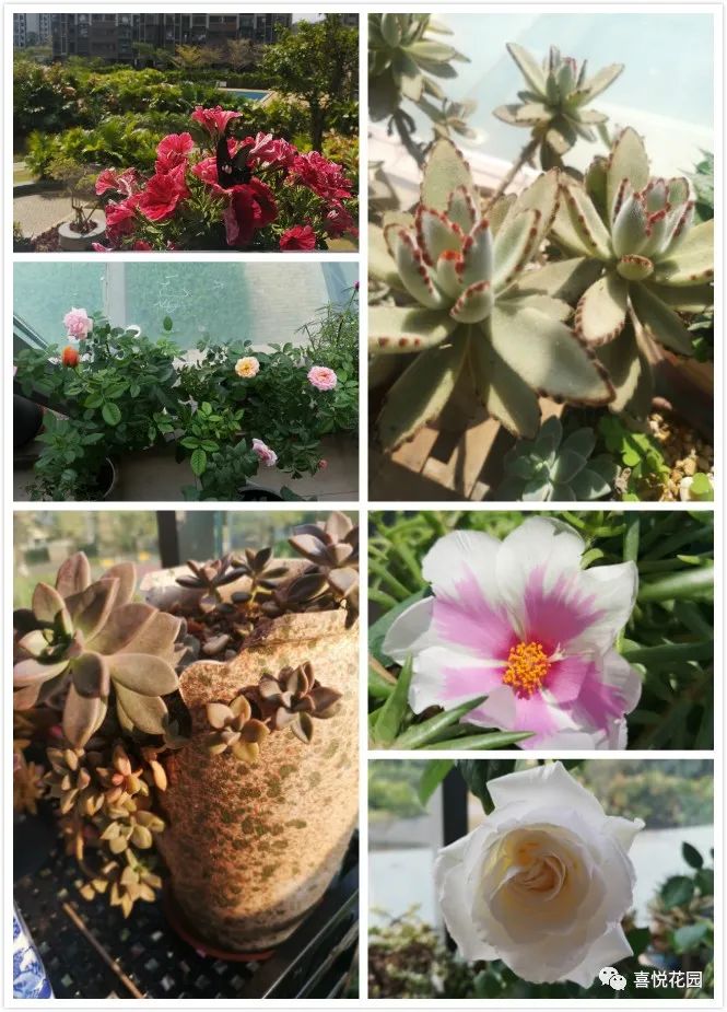 阳台沐浴阳光_在阳台上能晒日光浴吗_阳光浴一般晒多久