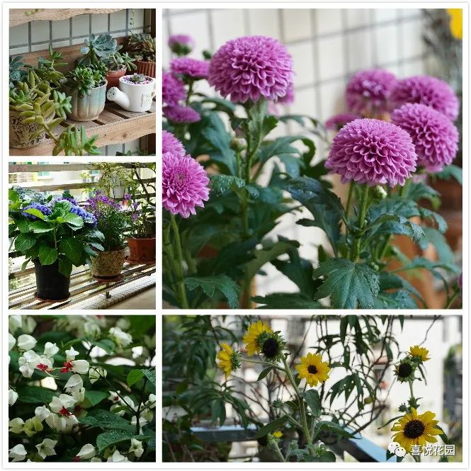 阳光浴一般晒多久_在阳台上能晒日光浴吗_阳台沐浴阳光