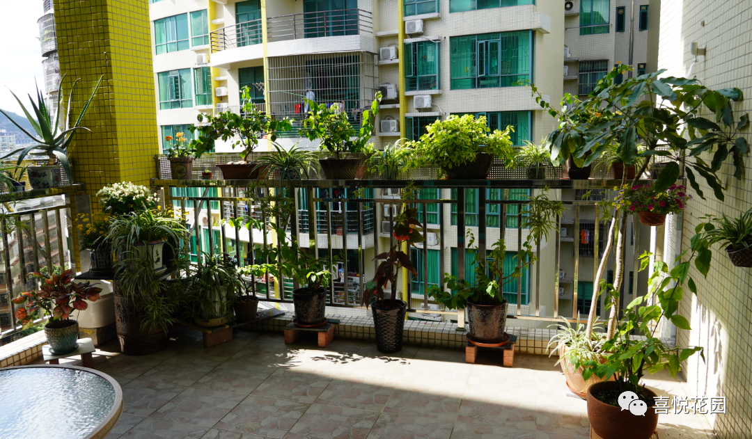 阳台沐浴阳光_在阳台上能晒日光浴吗_阳光浴一般晒多久