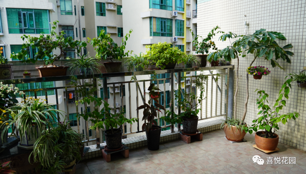 阳台沐浴阳光_在阳台上能晒日光浴吗_阳光浴一般晒多久