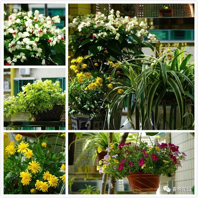 阳台沐浴阳光_在阳台上能晒日光浴吗_阳光浴一般晒多久