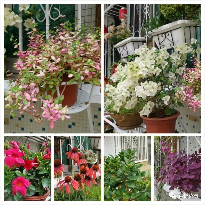 阳光浴一般晒多久_在阳台上能晒日光浴吗_阳台沐浴阳光