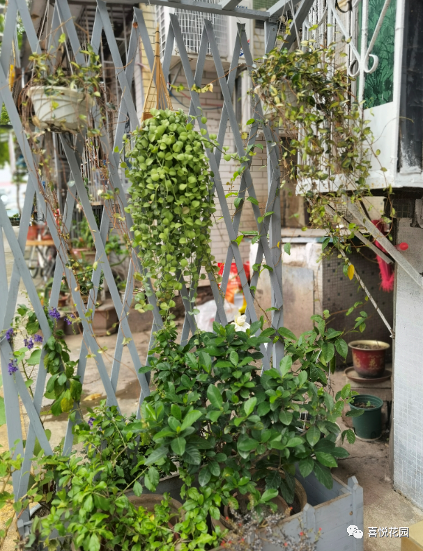 阳光浴一般晒多久_阳台沐浴阳光_在阳台上能晒日光浴吗