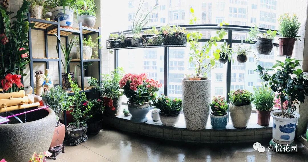 在阳台上能晒日光浴吗_阳光浴一般晒多久_阳台沐浴阳光