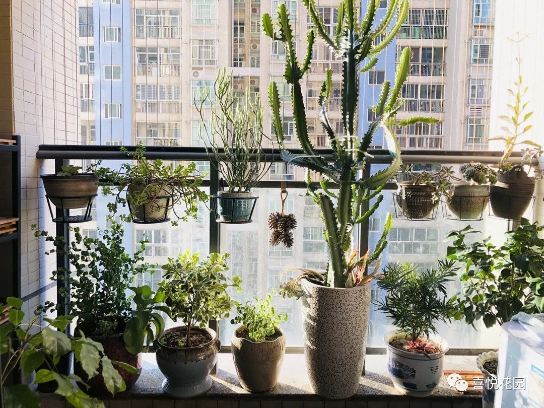 阳光浴一般晒多久_阳台沐浴阳光_在阳台上能晒日光浴吗