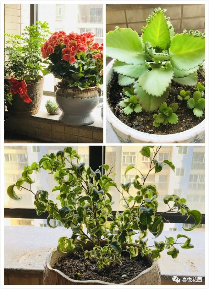 阳光浴一般晒多久_在阳台上能晒日光浴吗_阳台沐浴阳光