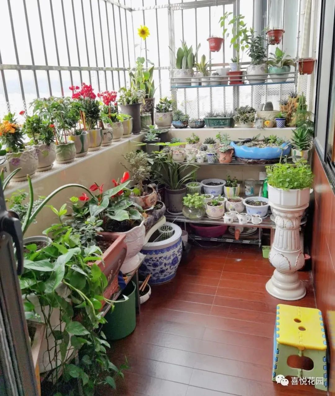 在阳台上能晒日光浴吗_阳光浴一般晒多久_阳台沐浴阳光