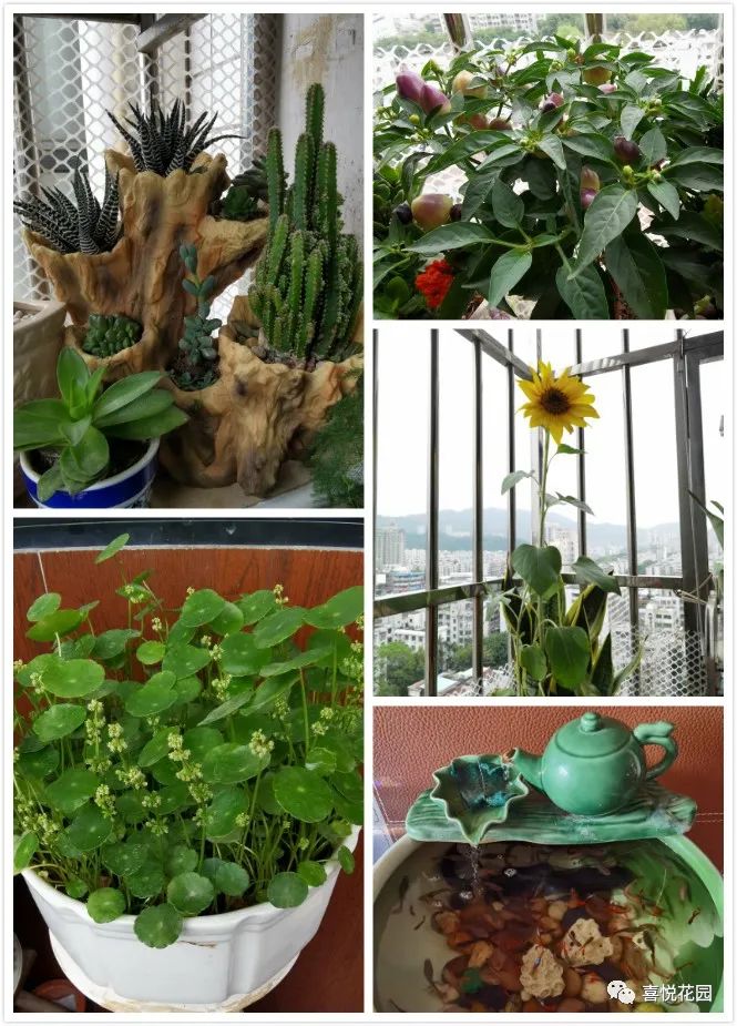 阳台沐浴阳光_在阳台上能晒日光浴吗_阳光浴一般晒多久