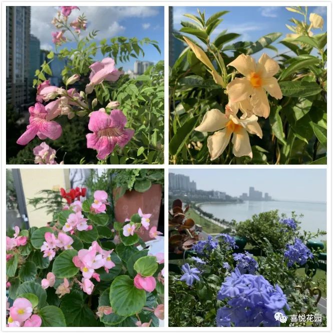 在阳台上能晒日光浴吗_阳台沐浴阳光_阳光浴一般晒多久