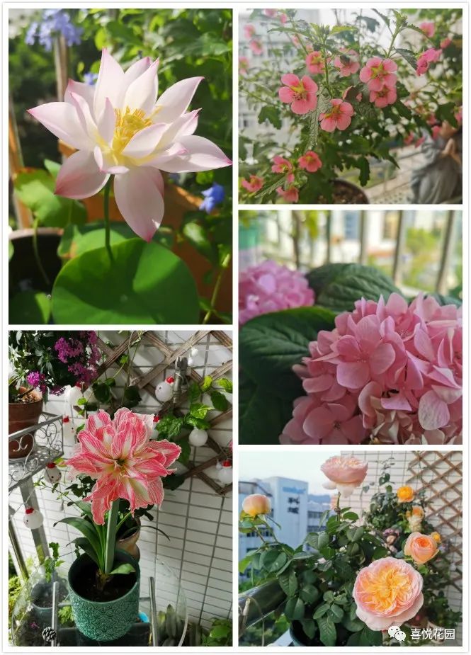 阳光浴一般晒多久_阳台沐浴阳光_在阳台上能晒日光浴吗