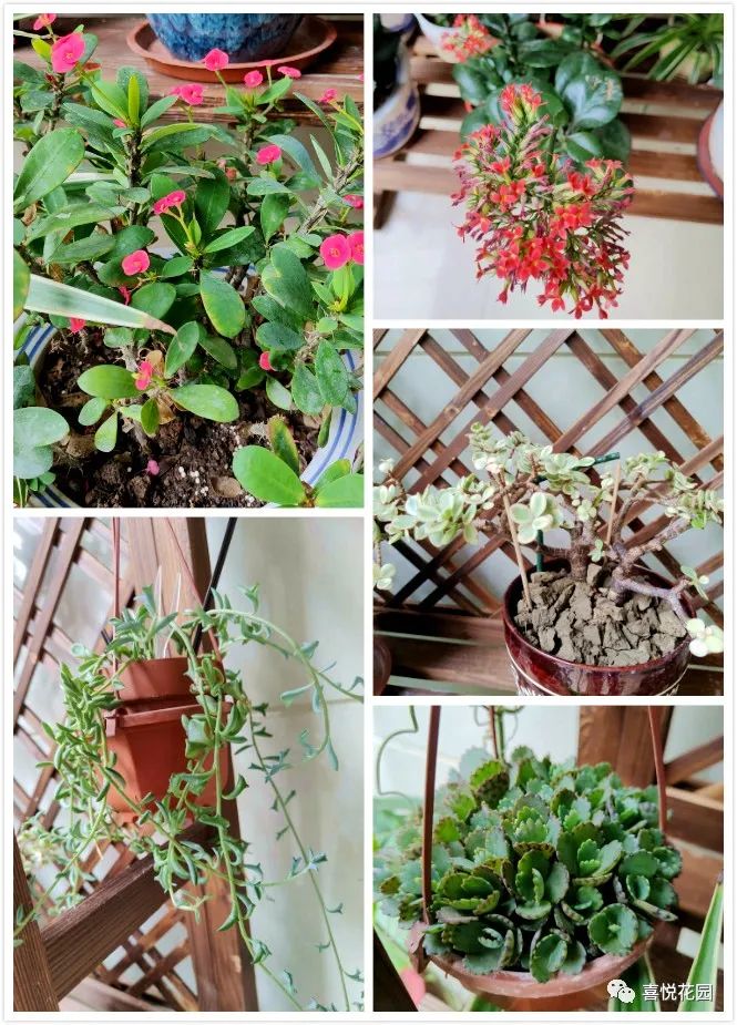 阳台沐浴阳光_在阳台上能晒日光浴吗_阳光浴一般晒多久