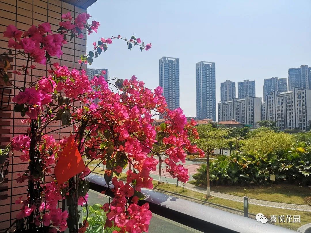 阳台沐浴阳光_阳光浴一般晒多久_在阳台上能晒日光浴吗