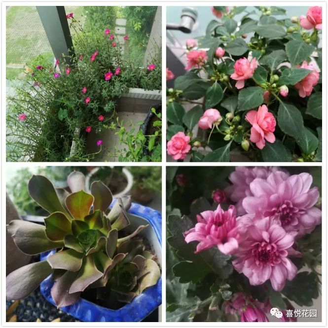 在阳台上能晒日光浴吗_阳光浴一般晒多久_阳台沐浴阳光