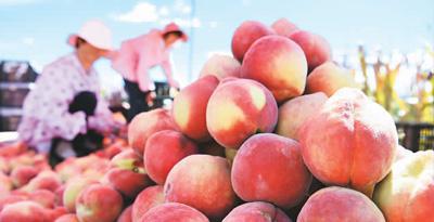 懂农业、善经营的“乡村CEO”（新职·新知⑨）