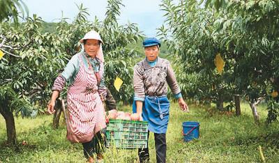 农业经纪人怎么找买家_网上农业经纪人_农业经纪人需要做什么