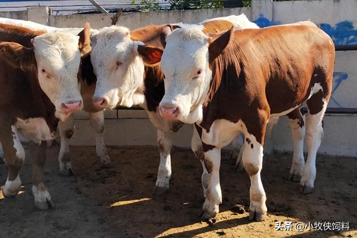 想靠养牛致富?西门塔尔牛养殖成本与利润,一定要搞清楚(图1) 养牛的利润率_养牛利润与成本计算_养牛的利润和成本是多少