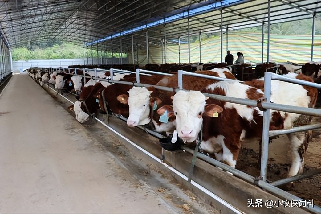 想靠养牛致富?西门塔尔牛养殖成本与利润,一定要搞清楚(图2) 养牛的利润率_养牛利润与成本计算_养牛的利润和成本是多少