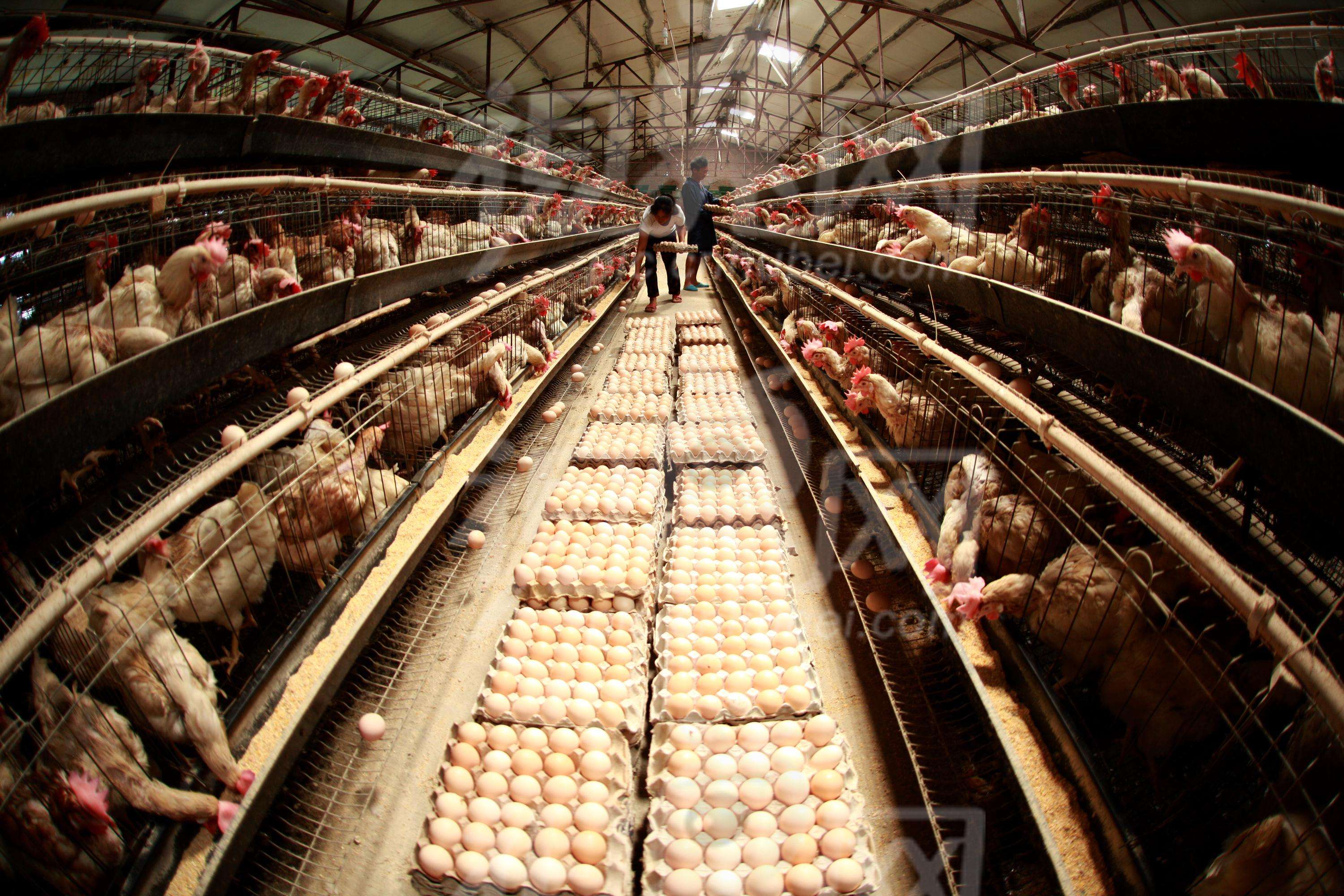 养牛利润计算_养牛的利润和成本是多少_养牛效益利润成本分析