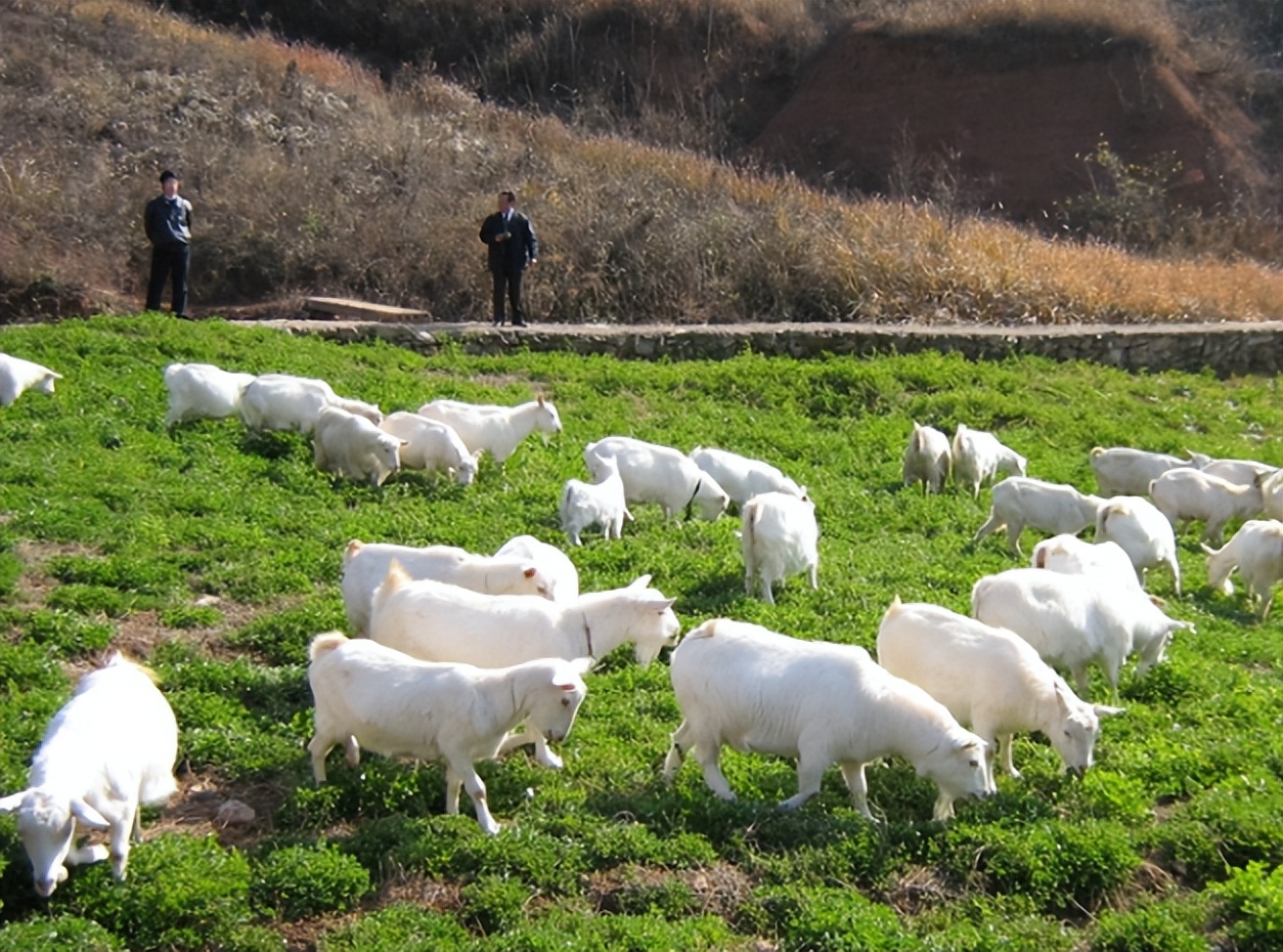 养牛效益利润成本分析_养牛的利润和成本是多少_养牛利润计算