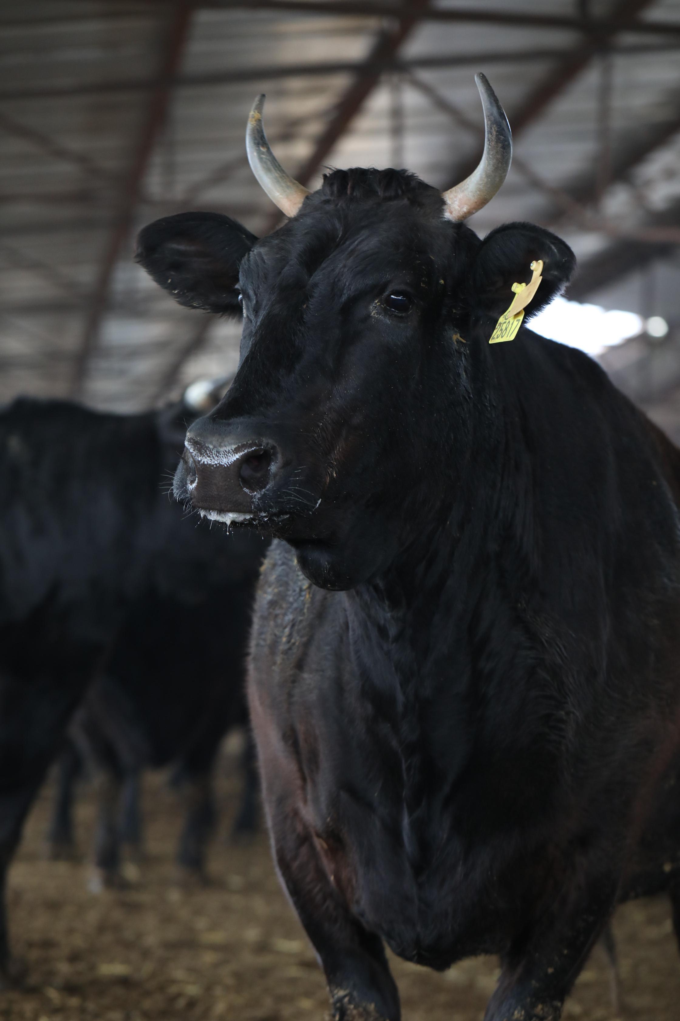 一头牛身价竟能超10万?农户养上十来头,年纯收入近20万(图1) 养牛利润与成本_养牛的利润和成本是多少_利润成本养牛是利润吗