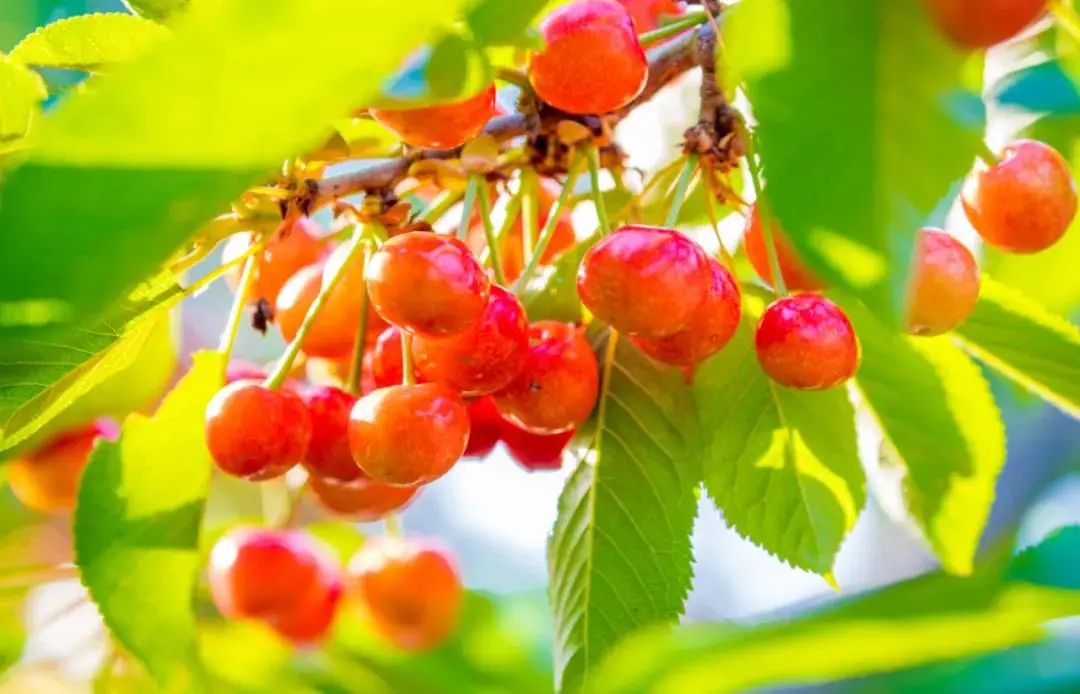 仅售2080元，5月出发，山东樱桃采摘季，中朝边境丹东、青岛、宜居威海、仙境蓬莱、魅力烟台、浪漫大连、旅顺双飞纯玩7日游