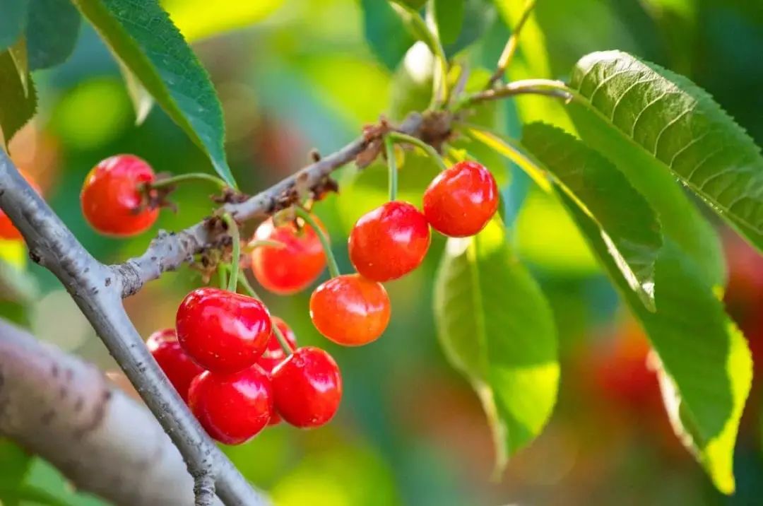 仅售2080元,5月出发,山东樱桃采摘季,中朝边境丹东、青岛、宜居威海、仙境蓬莱、魅力烟台、浪漫大连、旅顺双飞纯玩7日游(图2) 大连怡居装饰_大连怡东建筑装饰工程有限公司_大连装饰