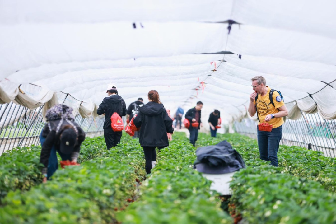 上海金山山阳农业基地_上海金山农业网_上海金山农庄