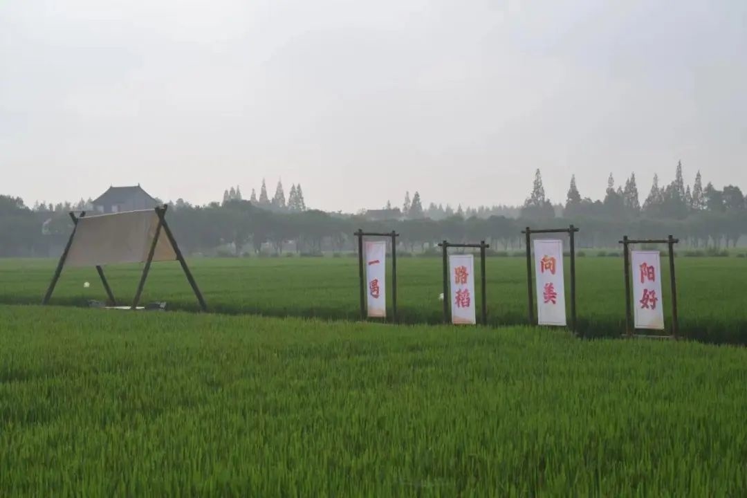 上海金山农业网_上海金山农庄_上海金山山阳农业基地