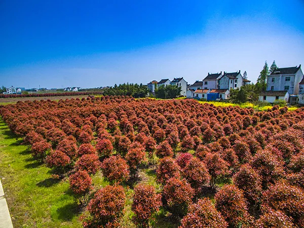 上海金山山阳农业基地_上海金山农业生态园_上海金山农业网