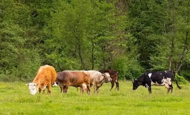 养牛场一大难题！牛粪怎么处理？给你支招！