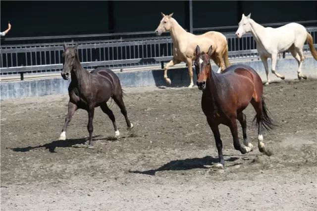 特价票:昆仑之约实景演出、大巴扎新疆歌舞、野马古生态园、杜氏旅游水世界、麦西来普新疆歌舞水果宴、天赐温泉(图4) 图片