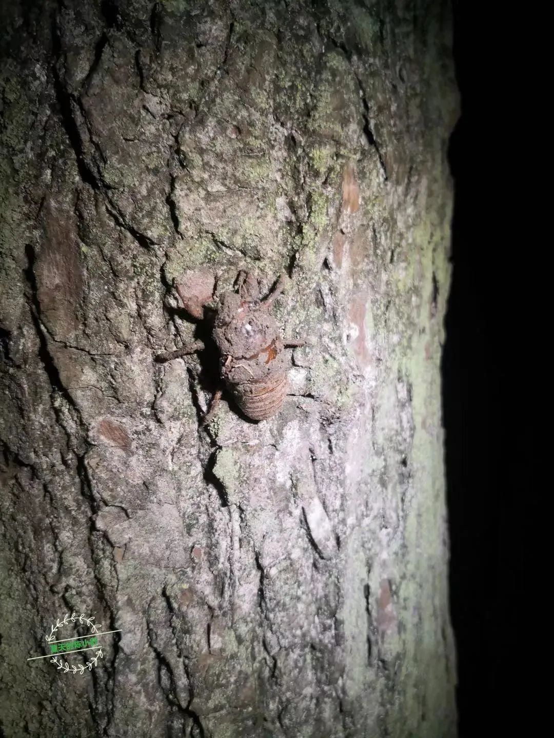 踩坑闲置无数,0到6经典玩具就这些(图229) 美国集卡车板费_美国卡车报废标准_美国卡车多少美元