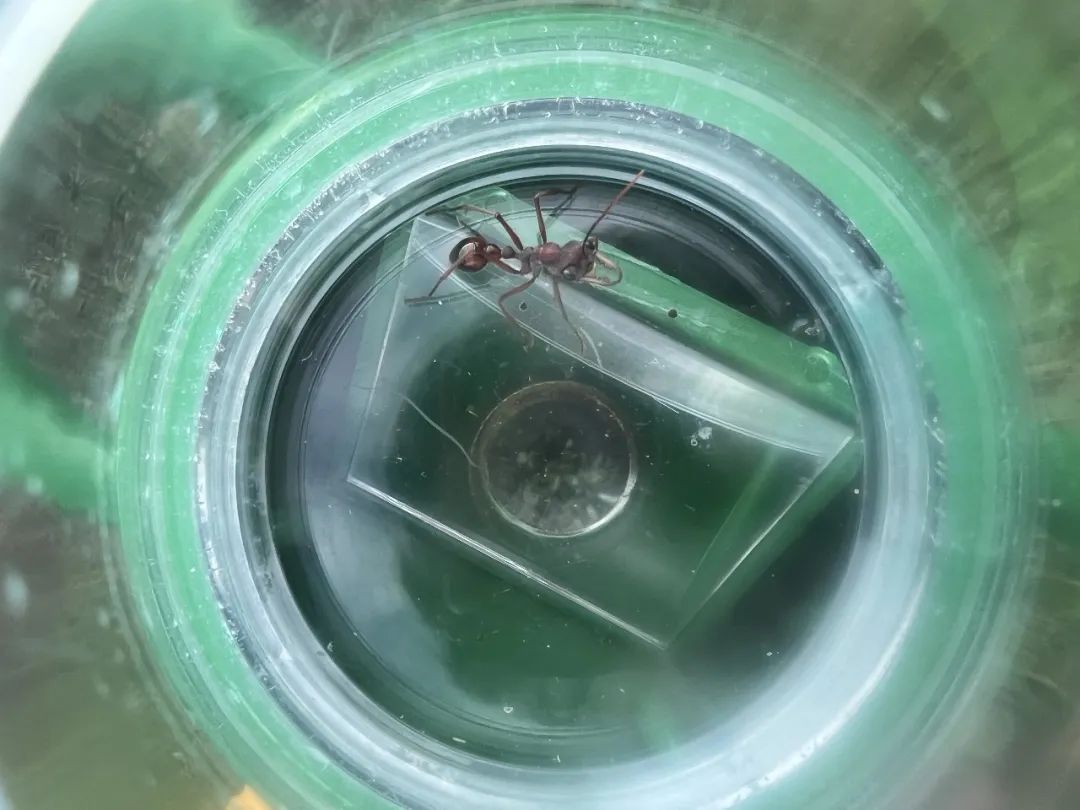 踩坑闲置无数,0到6经典玩具就这些(图233) 美国卡车报废标准_美国集卡车板费_美国卡车多少美元