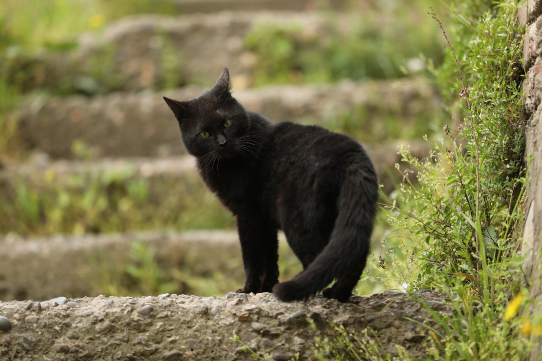 EF镜头-远摄变焦镜头-EF70(图11) 佳能16-35三代_佳能代码1686是什么意思_佳能广角镜头16-35使用