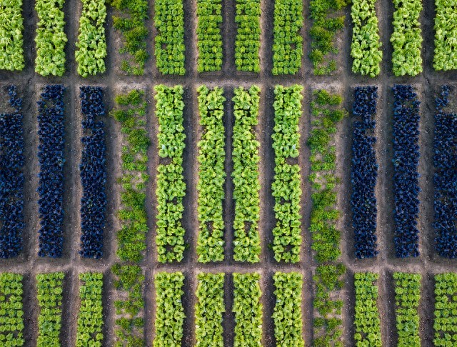 农业的未来发展方向：笑谈绿色革命的新篇章