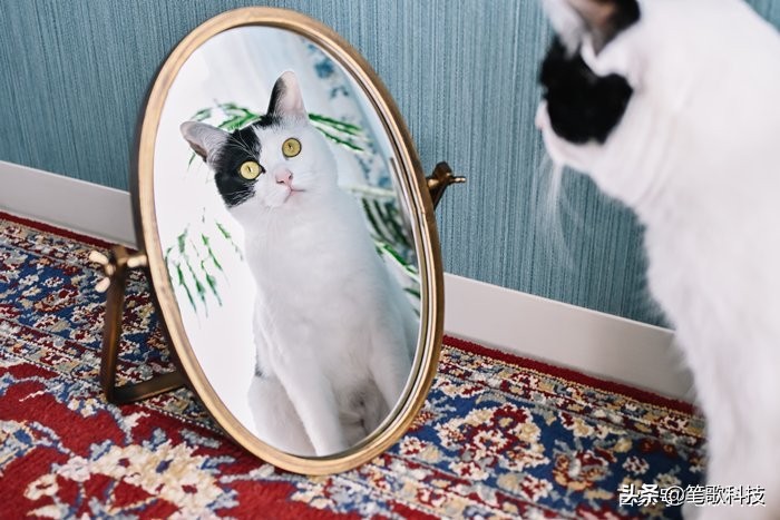 中国品牌数码相机_尼康Zfc微单数码相机配件厂商投怀送抱_尼康Zfc微单数码相机复古经典设计工艺