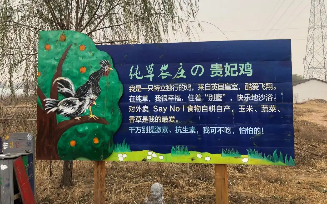 贵妇鸡多少钱一斤_生态鸡成本分析_有机鸡价格高