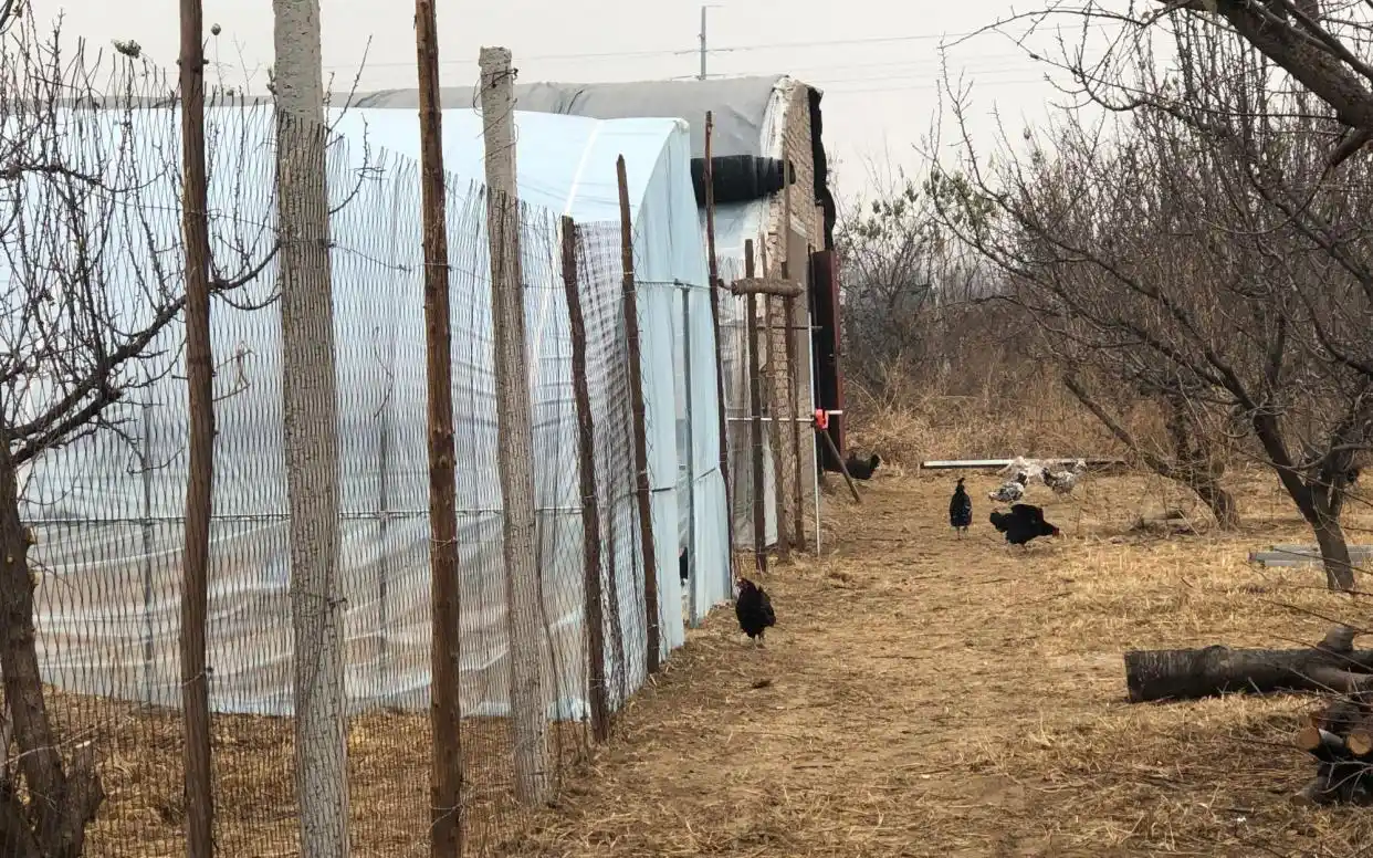 有机鸡价格高_贵妇鸡多少钱一斤_生态鸡成本分析