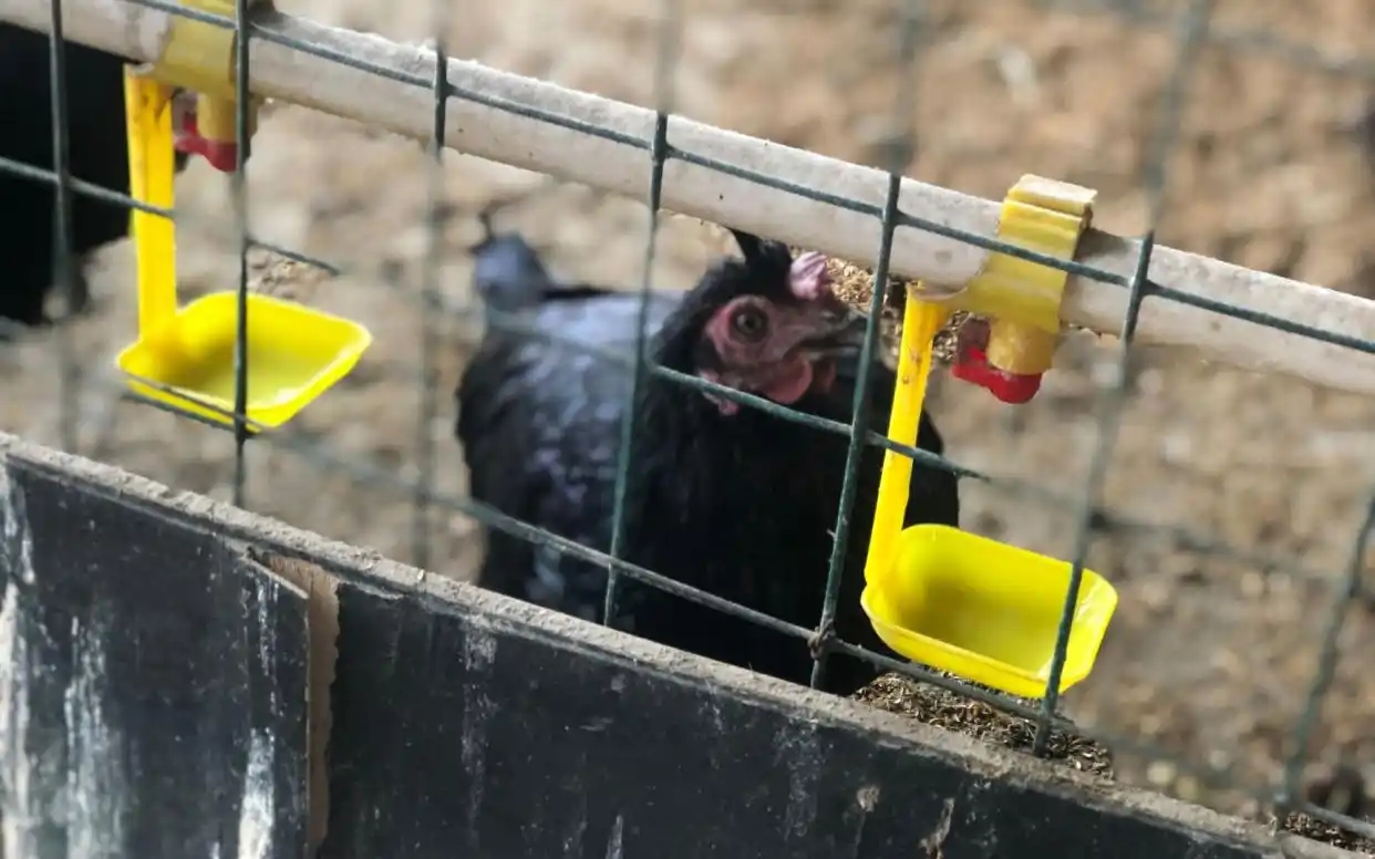 贵妇鸡多少钱一斤_生态鸡成本分析_有机鸡价格高