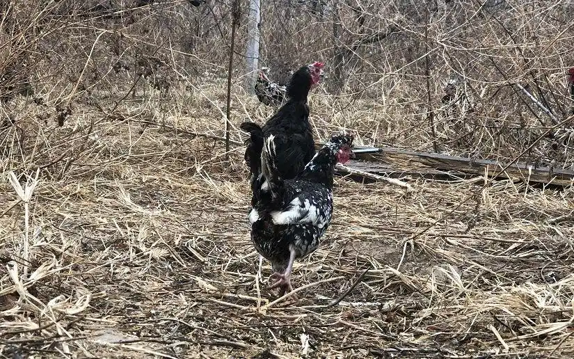 生态鸡成本分析_贵妇鸡多少钱一斤_有机鸡价格高