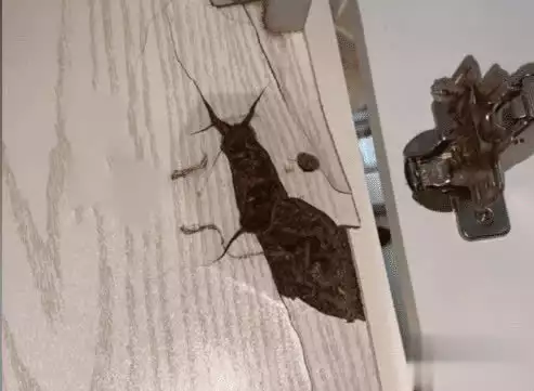 装修时定制橱柜,只要你问完这九个问题,估计哪个商家都坑不了你(图7) 板材是否统一使用_橱柜板材品牌_定制橱柜 品牌 性价比