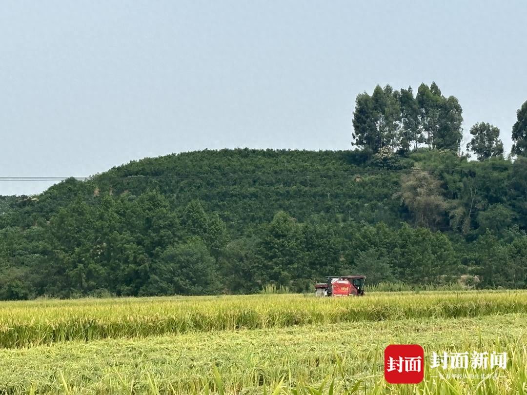 “稻坚强”来了 节水抗旱水稻在成都亩产过千斤(图1) 节水抗旱稻 成都平原 大规模推广_水稻亩产收益