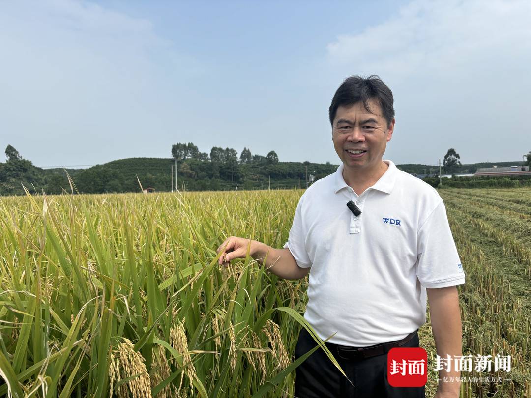 “稻坚强”来了 节水抗旱水稻在成都亩产过千斤(图3) 水稻亩产收益_节水抗旱稻 成都平原 大规模推广