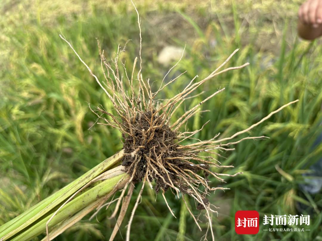 “稻坚强”来了 节水抗旱水稻在成都亩产过千斤(图4) 节水抗旱稻 成都平原 大规模推广_水稻亩产收益