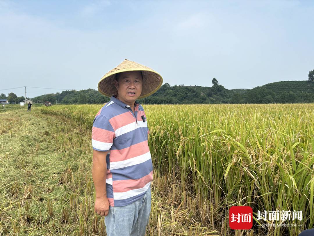 “稻坚强”来了 节水抗旱水稻在成都亩产过千斤(图5) 水稻亩产收益_节水抗旱稻 成都平原 大规模推广