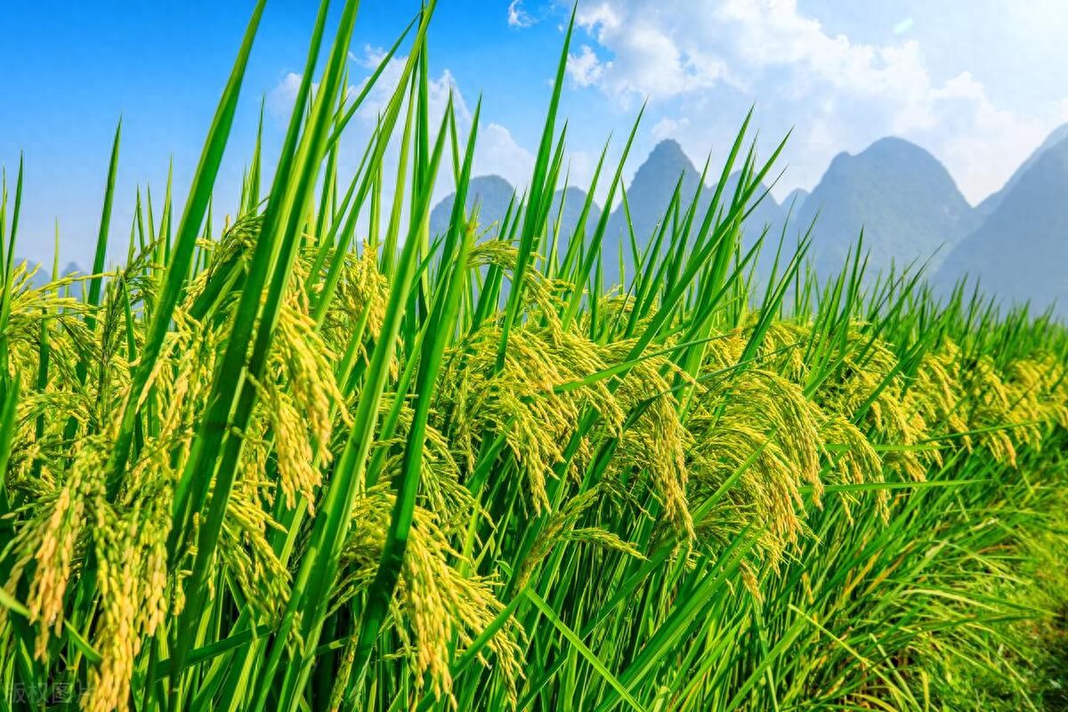 水稻亩产秘诀!一亩地到底能收多少斤?(图1) 影响水稻亩产的因素_水稻亩产多少斤算高产_水稻亩产收益