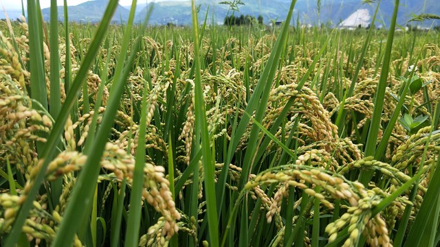 水稻亩产秘诀!一亩地到底能收多少斤?(图2) 水稻亩产收益_影响水稻亩产的因素_水稻亩产多少斤算高产