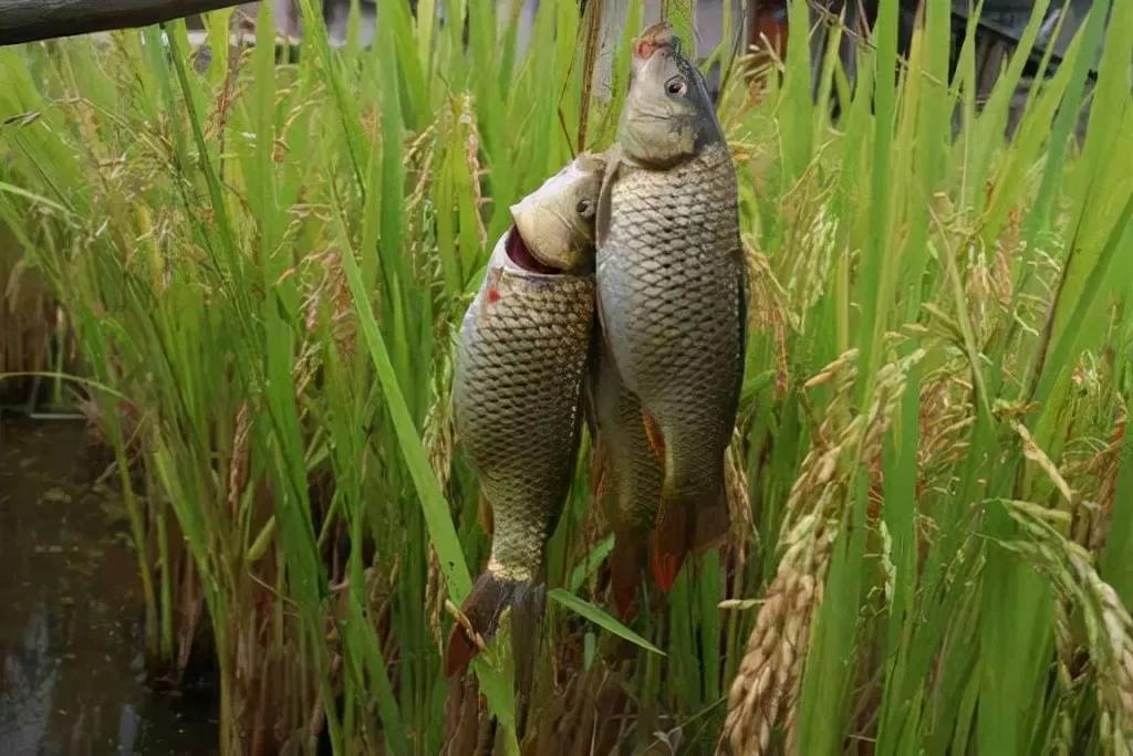 2米高巨型水稻,能养鱼亩产2000斤,为啥难推广?(图3) 巨型水稻 亩产2000斤 稻田养鱼_水稻亩产收益