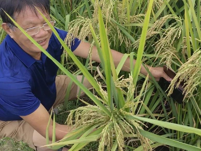 2米高巨型水稻,能养鱼亩产2000斤,为啥难推广?(图4) 巨型水稻 亩产2000斤 稻田养鱼_水稻亩产收益
