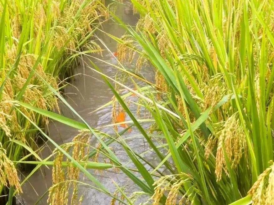 2米高巨型水稻,能养鱼亩产2000斤,为啥难推广?(图6) 水稻亩产收益_巨型水稻 亩产2000斤 稻田养鱼